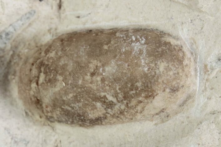 Eocene Fossil Snake Egg - Bouxwiller, France #366882